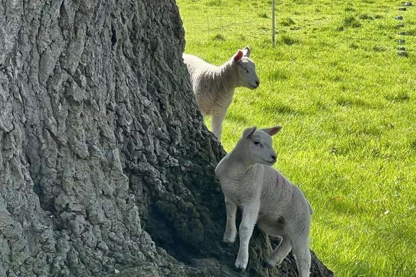Lambs in the fields