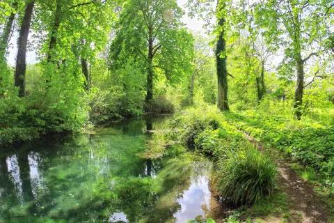 Woodland walk