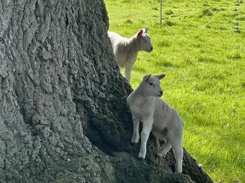 Lambs in the fields